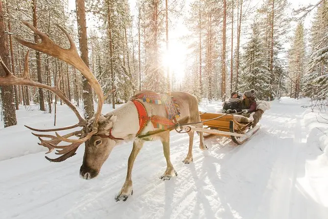Reindeer & Huskies
